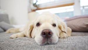 Illustration : Enlever les poils de chien sur le canapé