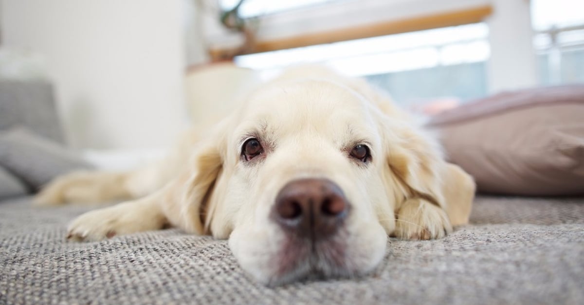 Comment Enlever Facilement Les Poils De Chien Sur Vos Tissus
