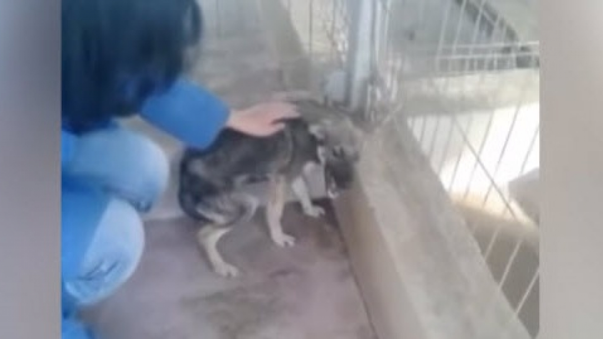 Illustration : "Terrifiée, une jeune chienne hurle en étant caressée pour la première fois !"