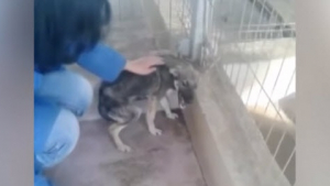 Illustration : "Terrifiée, une jeune chienne hurle en étant caressée pour la première fois !"
