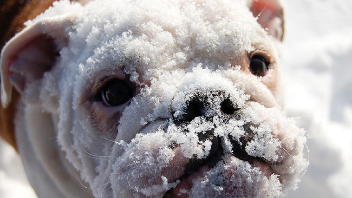 Illustration : "18 chiens qui détestent l’hiver par-dessus tout !"