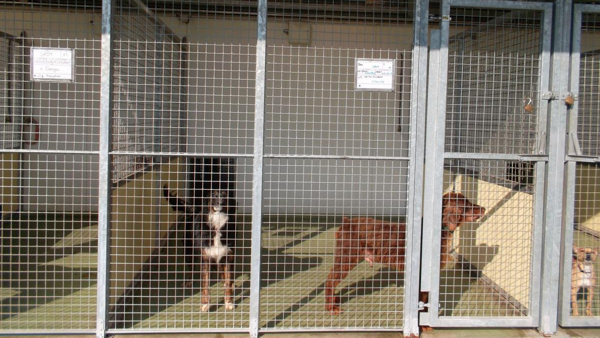 Illustration : "Weekend portes ouvertes à la SPA de Tilloy-lès-Mofflaines (62) en faveur des animaux séniors"