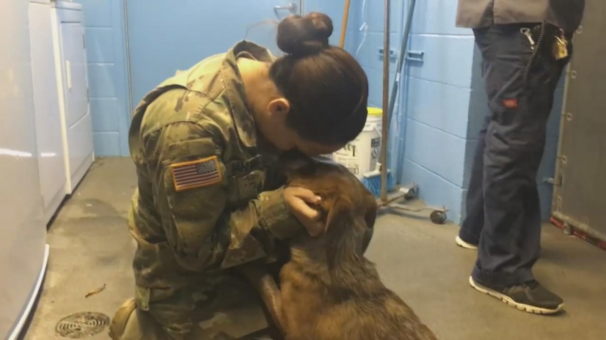 Illustration : "Les émouvantes retrouvailles entre une militaire et sa chienne"
