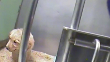 Illustration : PETA dénonce l’utilisation de chiens comme cobayes par un laboratoire lié au Téléthon