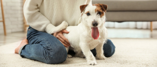 Illustration : "Comment le chien communique-t-il ?"