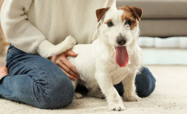 Illustration : "Comment le chien communique-t-il ?"