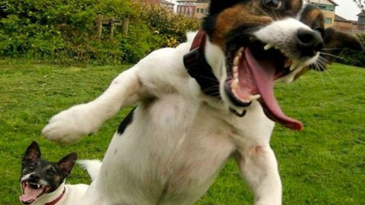 Illustration : "15 GIFs de chiens tellement contents qu’ils ont totalement perdu la tête !"