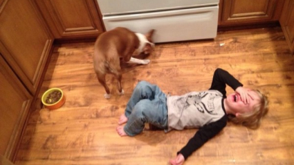 Illustration : 11 photos de chiens qui font pleurer des enfants pour des raisons hilarantes !