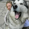 Illustration : Wissant (62) : Un chien mortellement empoisonné au Témik