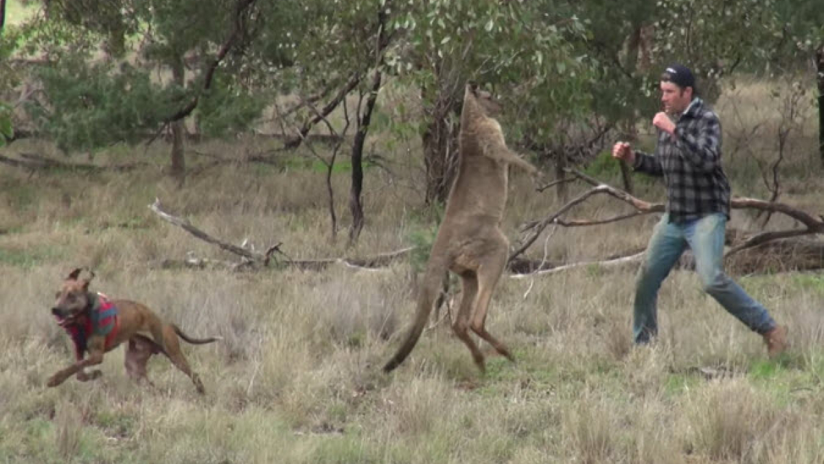 Illustration : "Un kangourou étrangle son chien, il le frappe pour une raison bien particulière !"
