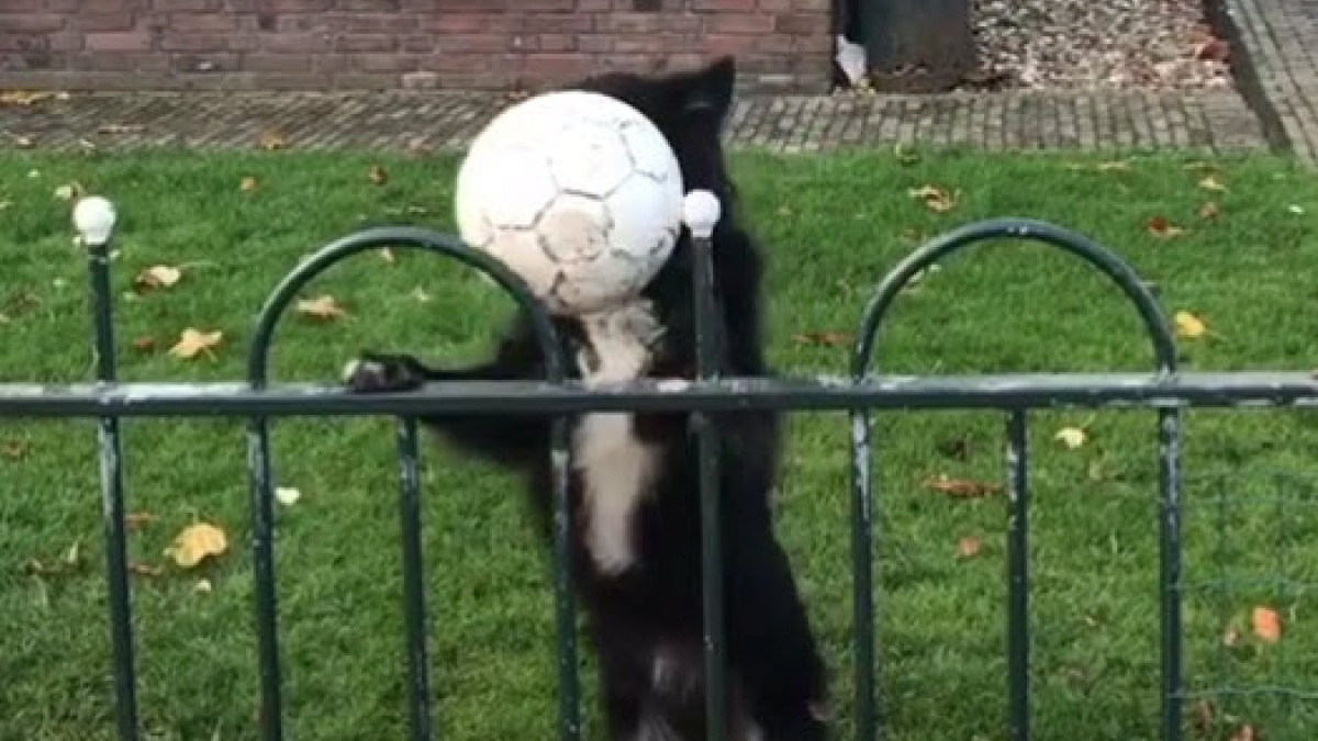 Illustration : "La technique ingénieuse d'une chienne pour jouer à la balle avec les passants !"