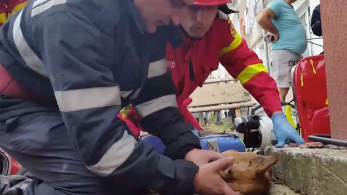 Illustration : "Roumanie : un pompier ranime un chien en lui faisant du bouche à bouche"