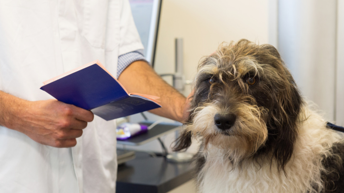 Illustration : "Donner un médicament à son chien"