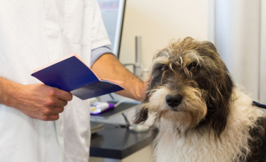 Illustration : "Donner un médicament à son chien"
