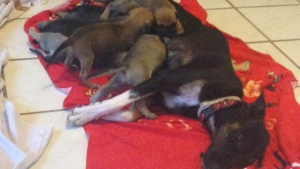 Illustration : "Cette chienne a trouvé un lieu sûr pour mettre bas, mais aussi une famille"