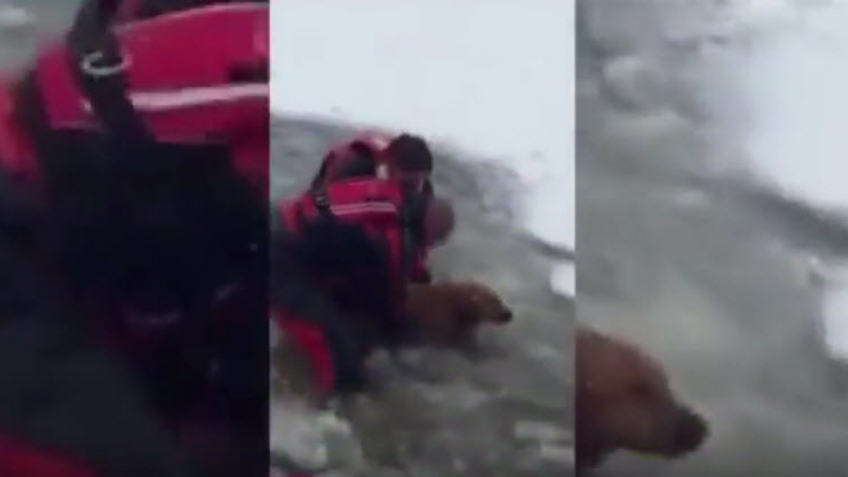 Illustration : "Etats-Unis : Le sauvetage d’un chien et de sa maîtresse pris au piège dans un étang gelé"