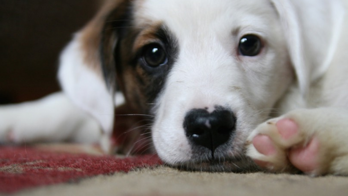 Illustration : "15 photos de papattes de chiens qui vont vous faire fondre !"
