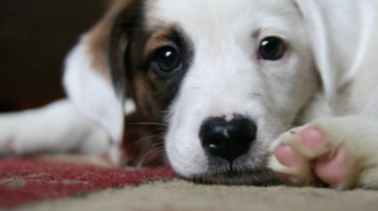 Illustration : 15 photos de papattes de chiens qui vont vous faire fondre !