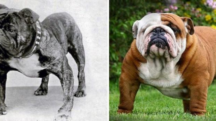 Illustration : 12 races de chiens qui ont évolué de manière considérable en seulement 100 ans