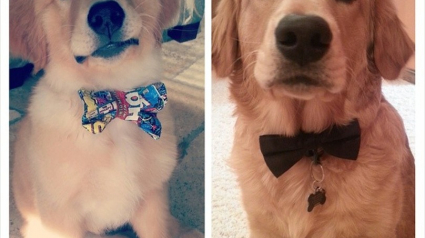 Illustration : 18 chiens qui ont bien grandi