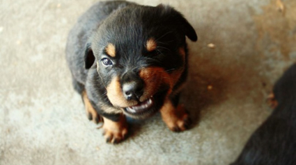 Illustration : 13 chiots qui essaient tant bien que mal de jouer les gros durs !