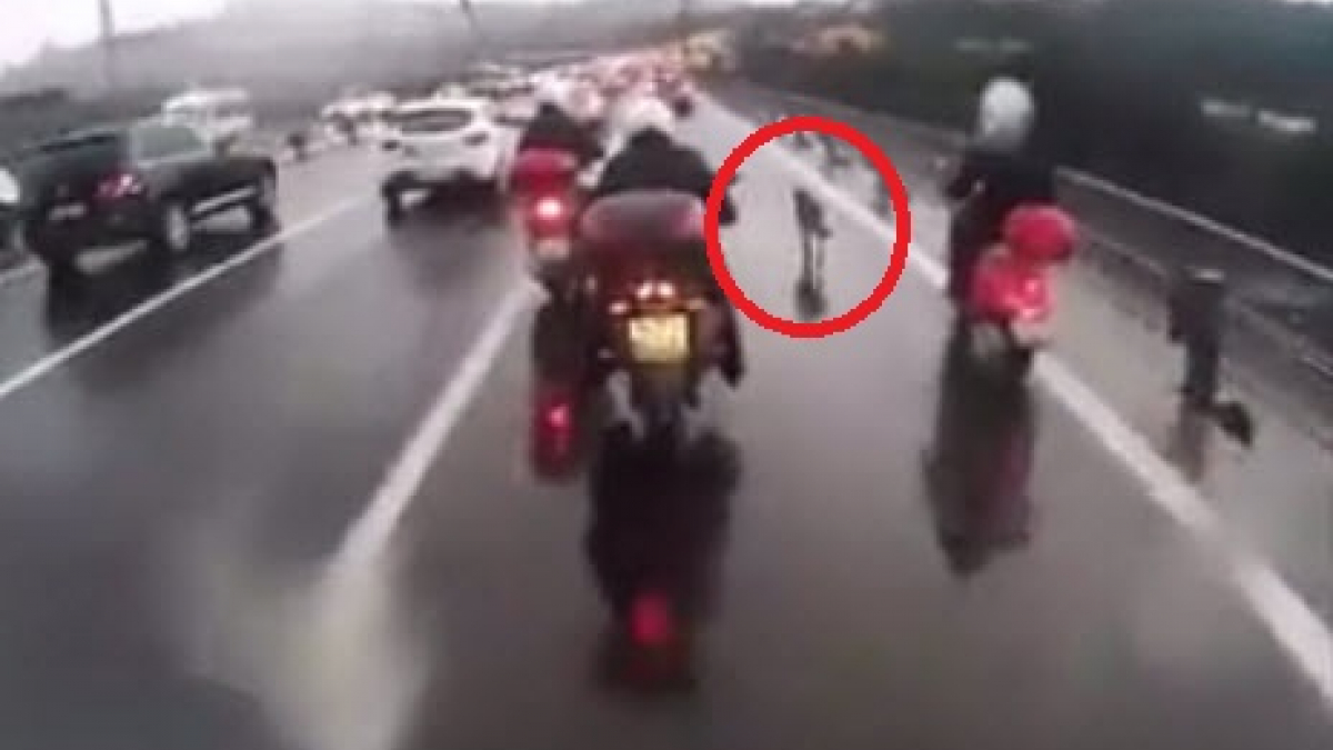 Illustration : "Turquie : des motards escortent un chien errant pour le sécuriser"