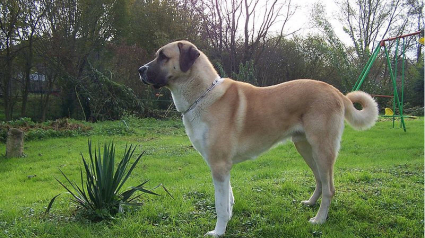 Illustration : Goussainville (95) : Un chien recherché par les autorités locales