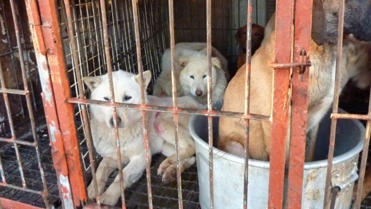Illustration : "Fermeture du plus grand marché de viande canine de Corée du Sud"