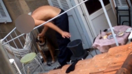 Illustration : La cour d’appel de Marseille alourdit la condamnation de l’homme qui battait sa chienne