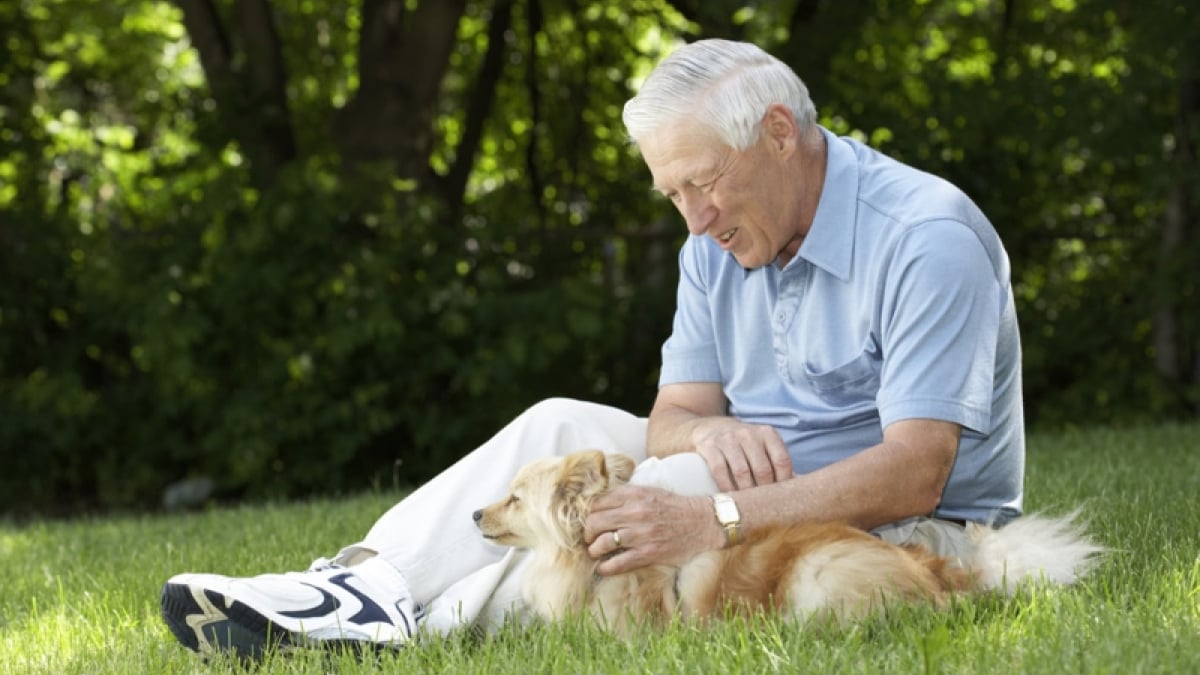 Illustration : "20 races de chiens qui conviennent aux seniors"