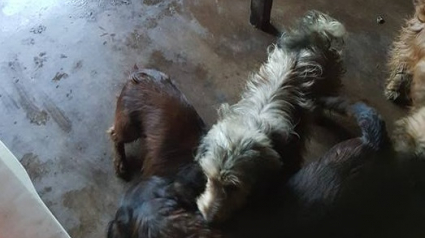 Illustration : Belgique : Plusieurs dizaines de chiens vivant dans une maison récupérés par une association