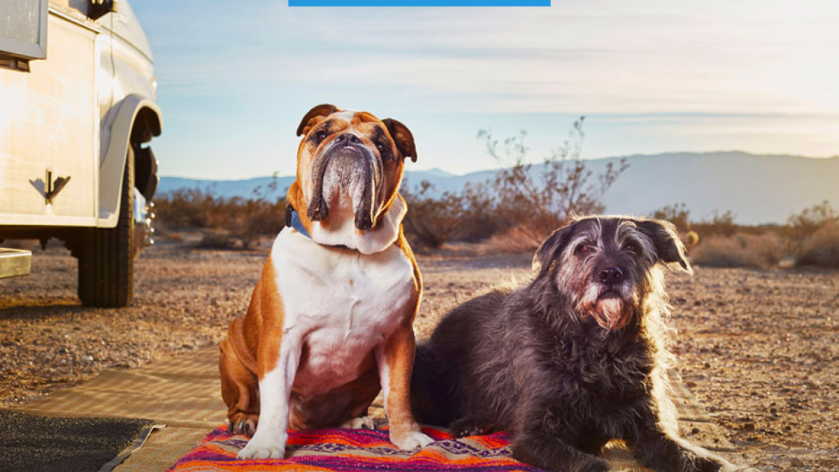 Illustration : "Vacances : Louer un véhicule de loisirs avec votre chien, c'est désormais possible avec Campanda !"