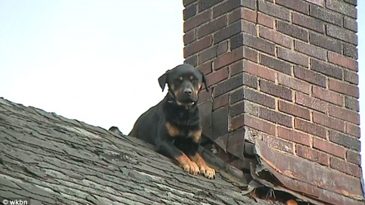 Illustration : "Etats-Unis : Une chienne secourue par les pompiers après 3 jours passés sur le toit"