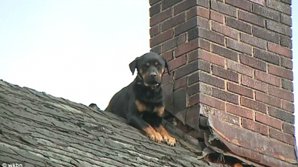 Illustration : Etats-Unis : Une chienne secourue par les pompiers après 3 jours passés sur le toit