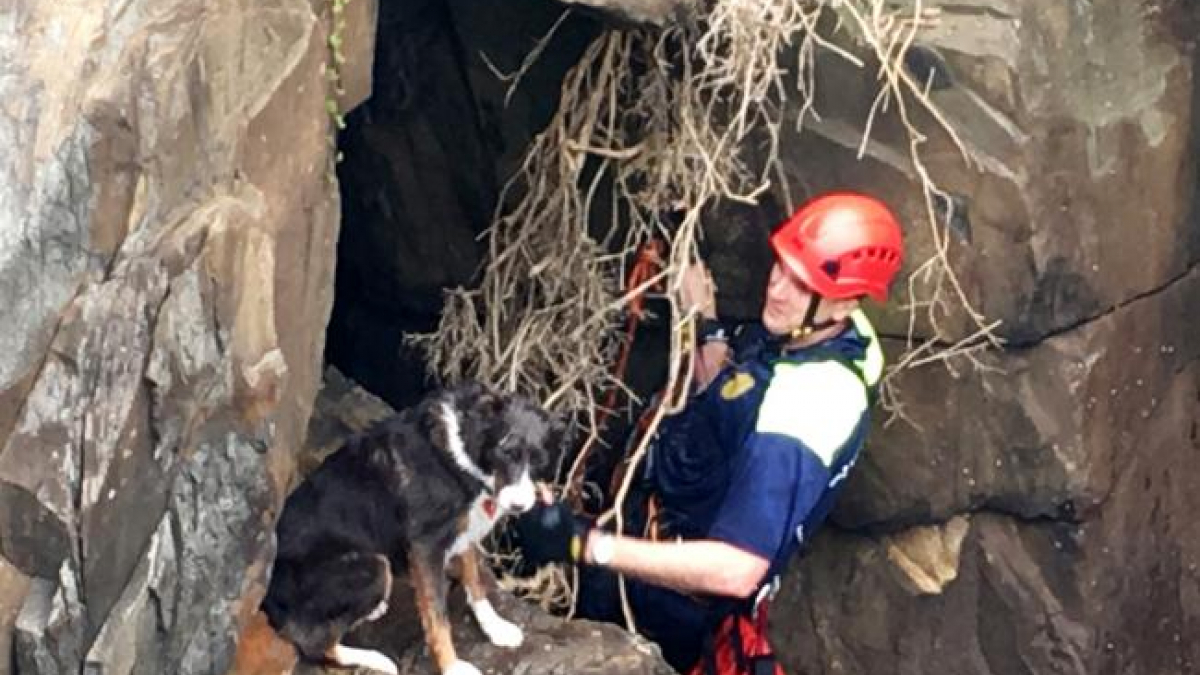 Illustration : "Australie : la police porte secours à une chienne bloquée au bord d’un fleuve"