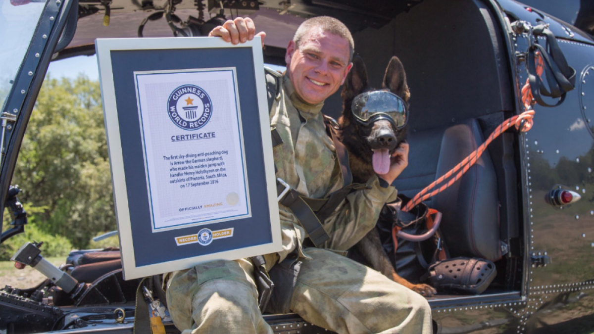 Illustration : "Spécialiste de la lutte anti-braconnage et du saut en parachute, ce chien fait son entrée dans le livre Guinness des records"