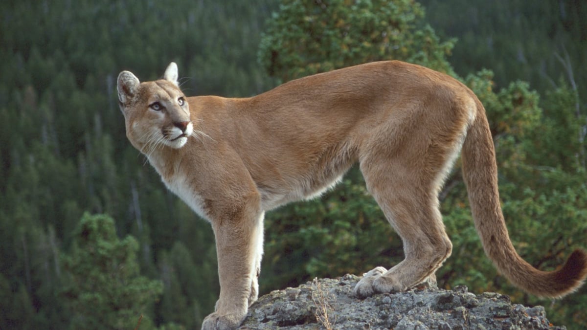 Illustration : "Canada : un homme vole au secours de sa chienne, attaquée par un puma"