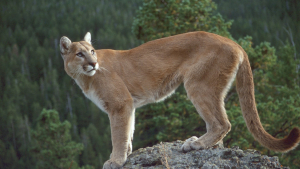 Illustration : "Canada : un homme vole au secours de sa chienne, attaquée par un puma"