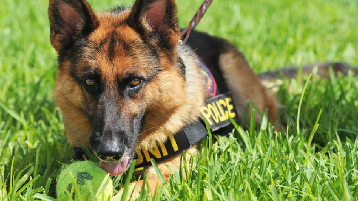 Illustration : "Angers (49) : Un chien de la police trouve 9 kg de drogue pendant sa… pause pipi !"