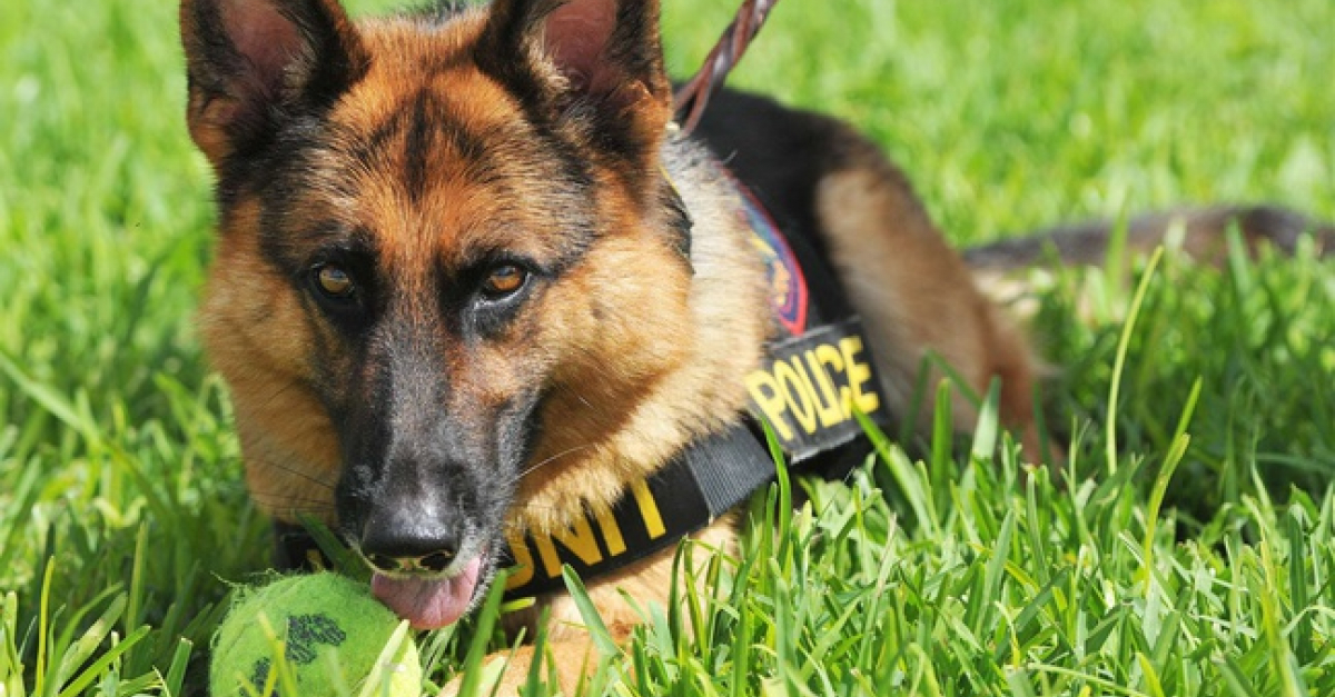 Angers (49) Un chien de la police trouve 9 kg de drogue
