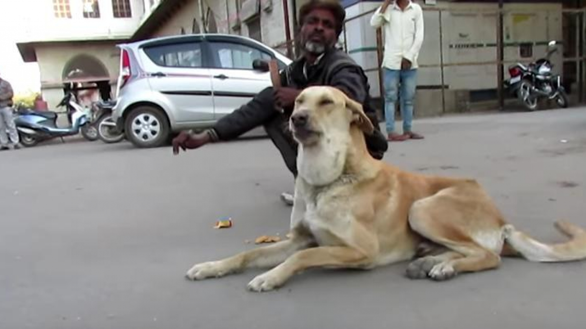 Illustration : "Une nouvelle vie pour un chien soigné par l'équipe d'Animal Aid Unlimited"
