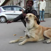 Illustration : Une nouvelle vie pour un chien soigné par l'équipe d'Animal Aid Unlimited