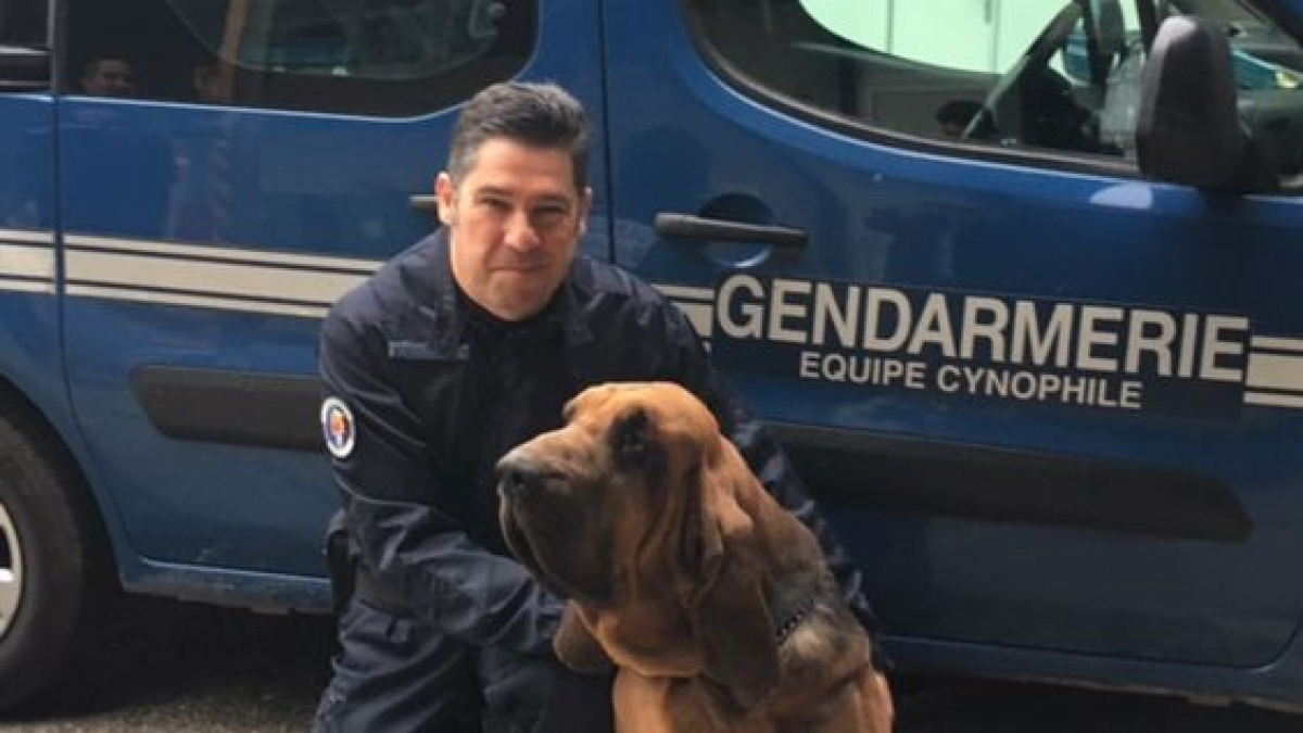 Illustration : "Hugo, le chien de recherche des gendarmes du Gard, prend sa retraite"