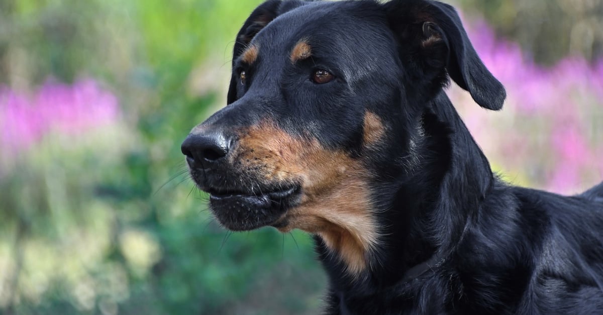 Les 10 Races De Chiens Les Plus Aptes à La Garde