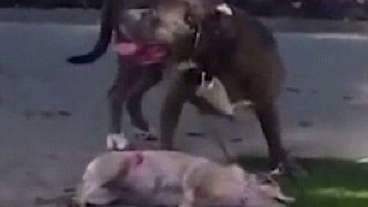 Illustration : "Los Angeles : Une chienne tuée par un Pitbull sous les yeux de sa propriétaire"