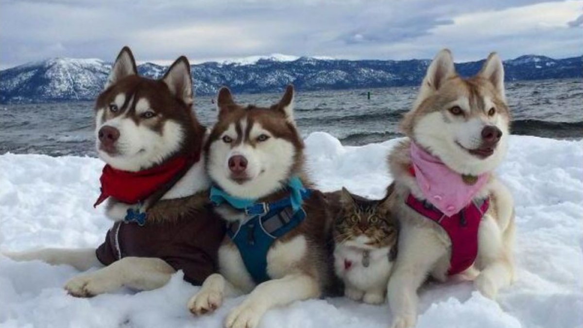 Illustration : "Des Huskies adoptent un chaton, qui devient l’un des leurs"