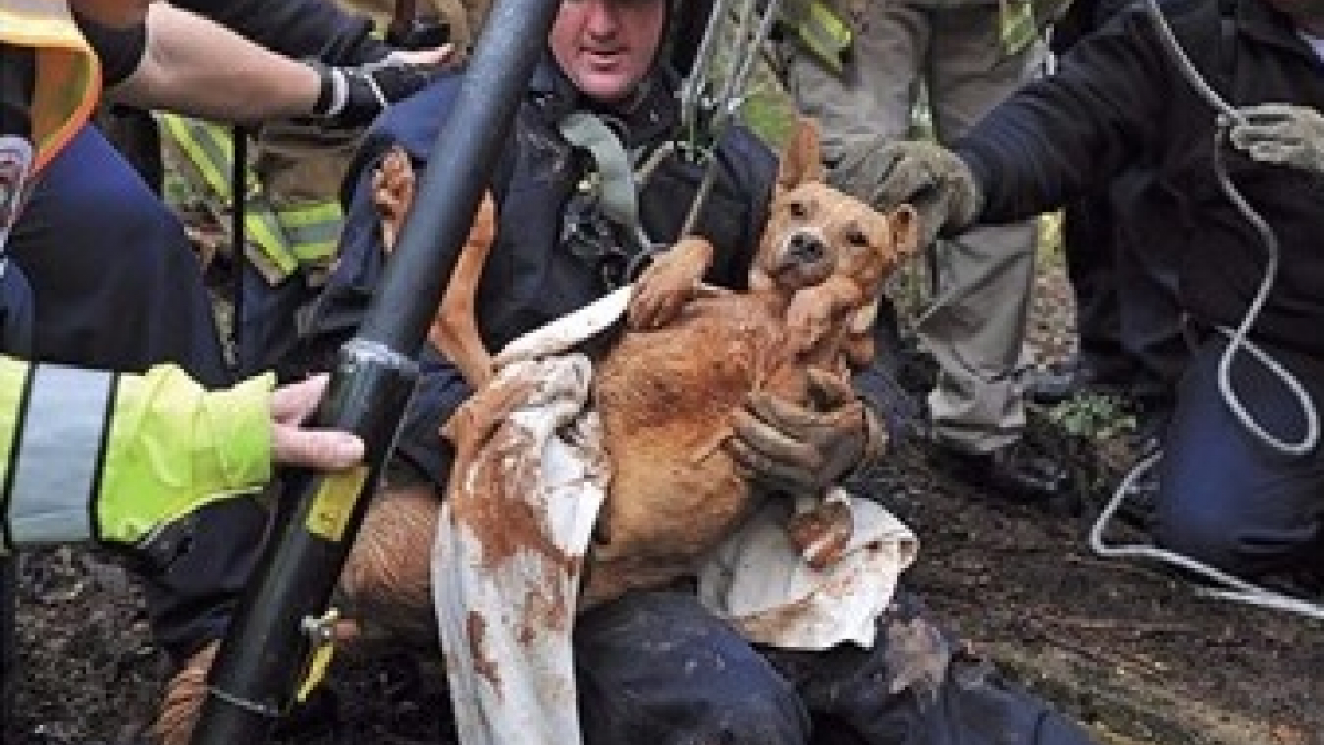 Illustration : "Des pompiers sauvent une chienne après des semaines passées au fond d'un puits"