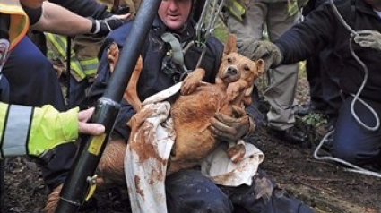 Illustration : Des pompiers sauvent une chienne après des semaines passées au fond d'un puits