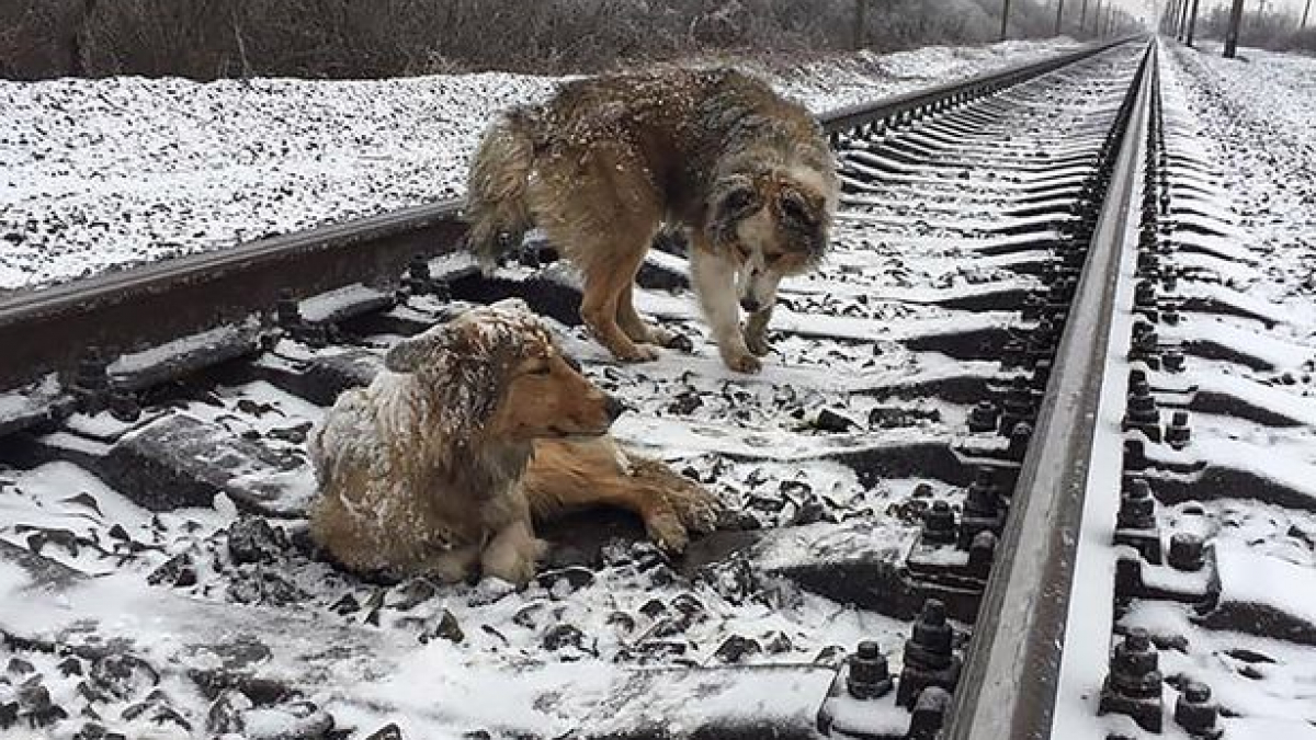 Illustration : "Ukraine : un chien risque sa vie pour protéger son amie blessée sur une voie ferrée "