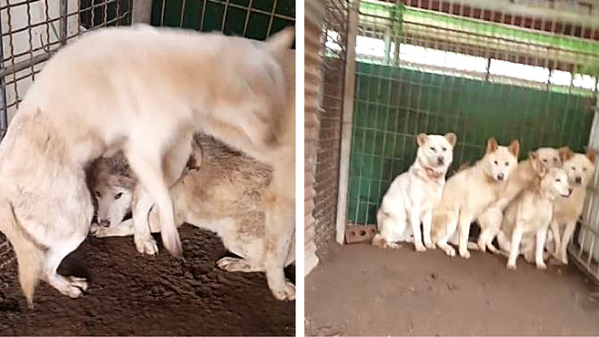 Illustration : "Corée du Sud: Des mois après leur sauvetage, ces chiens sauvés d’une ferme à viande restent encore traumatisés"
